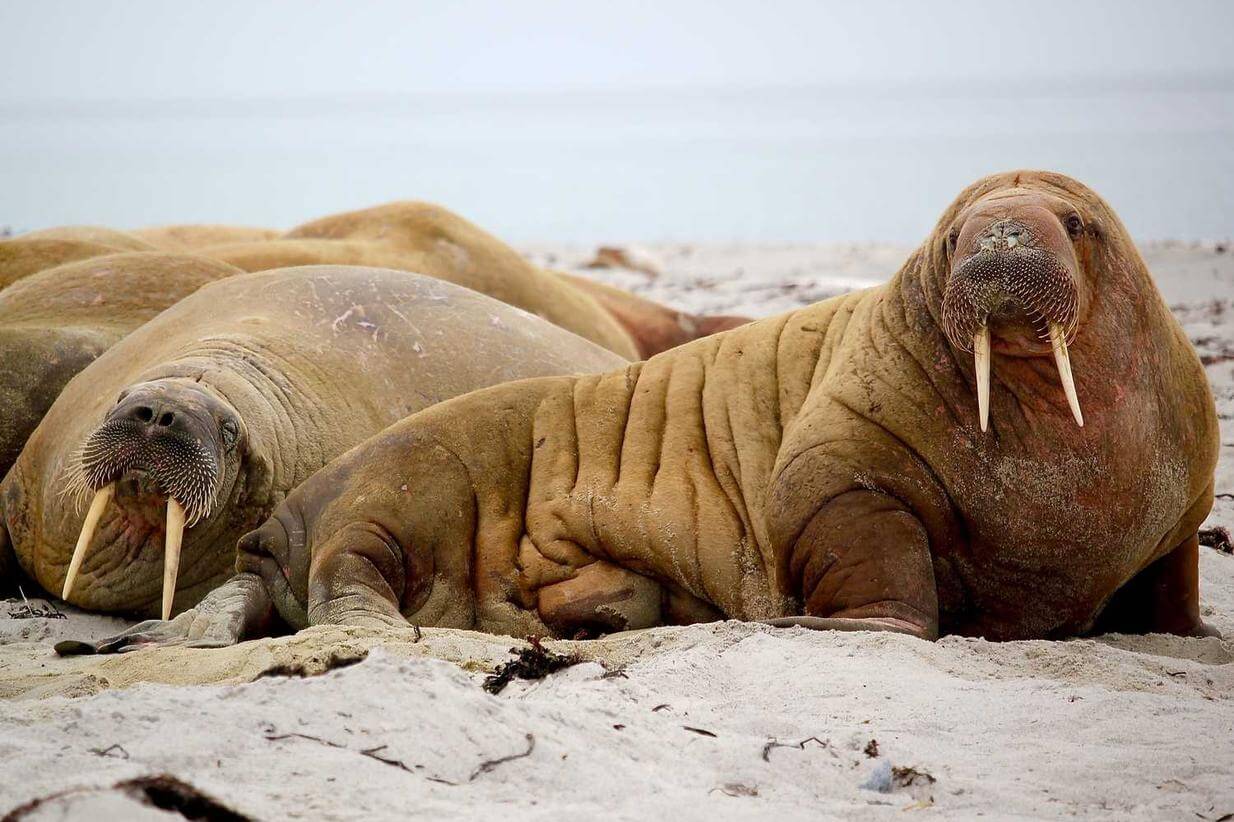 Dolorem distinctio magni optio beatae voluptas